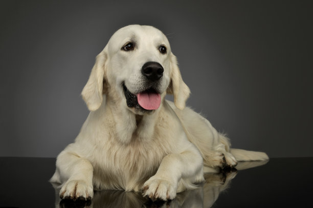 这是一只美丽的金毛寻回犬图片下载