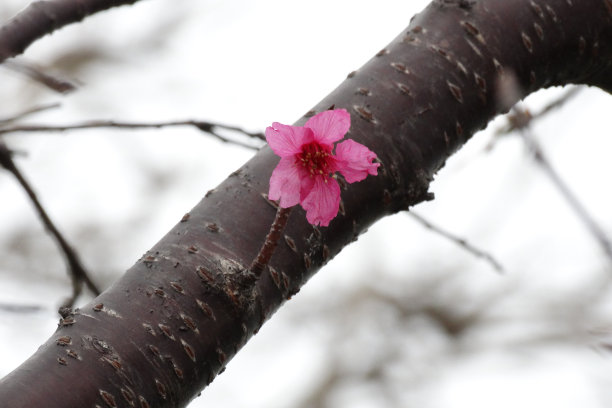 樱花在香港图片下载
