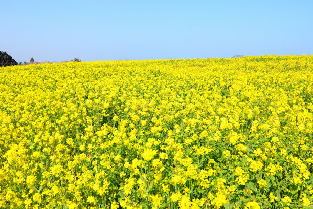 油菜花朵,春天,图片下载