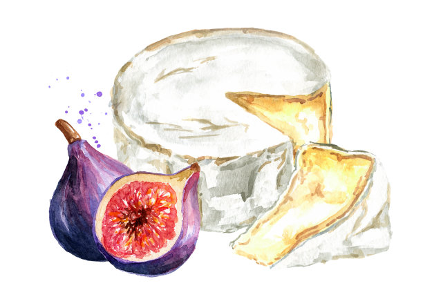 布里奶酪。成熟的卡芒贝尔奶酪，白色发霉的意大利奶酪，法国奶酪配新鲜无花果。手绘水彩插图，孤立的白色背景图片下载