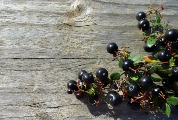 灰色的木头和黑色的浆果图片下载