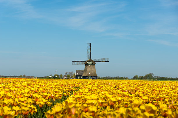 荷兰沙根附近的郁金香和风车图片下载