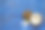 成熟的椰子切成两半孤立图片下载