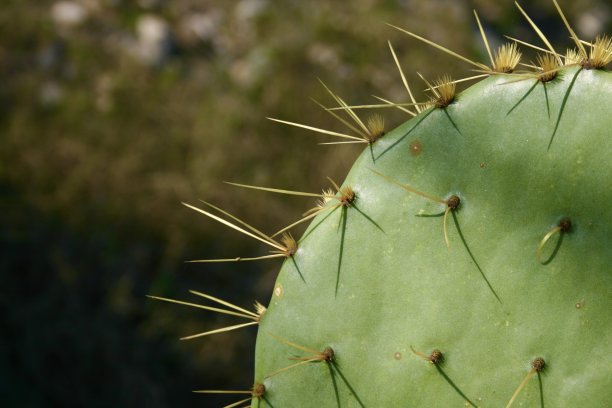 仙人球图片下载