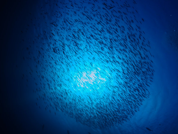 鱼群II图片下载