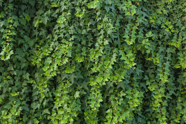 常青藤叶背景图片下载