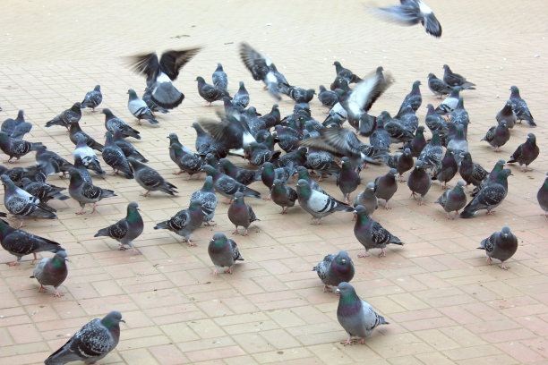 街上有一群鸽子。城市环境的概念图片下载