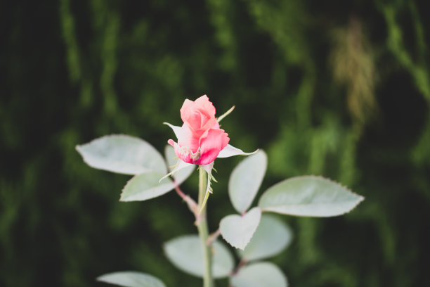 孤立的背景上的绿叶，近距离的照片美丽的玫瑰。图片下载
