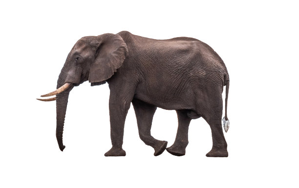 非洲象孤立在白色背景上图片下载