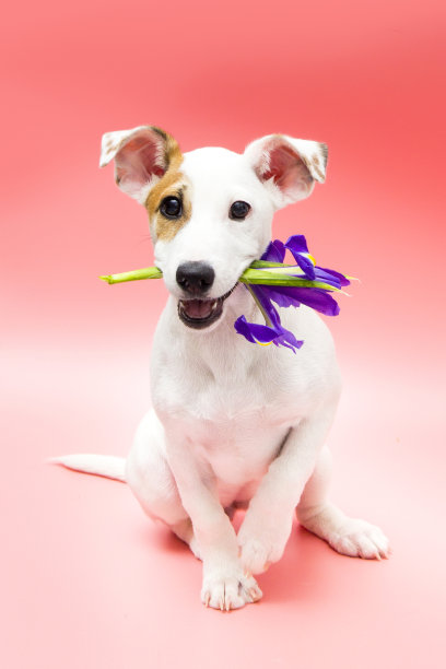 杰克罗素梗小狗，嘴里叼着花图片下载