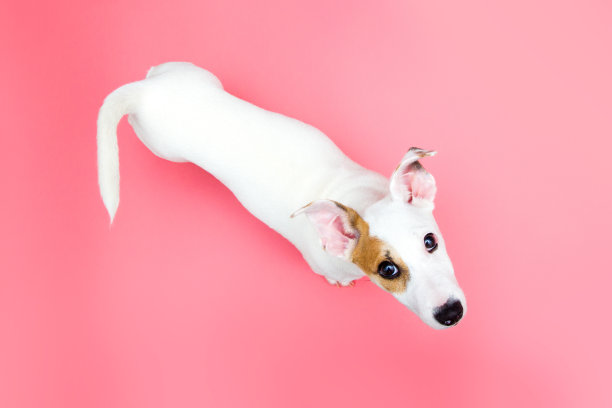 杰克罗素梗的小狗抬头看图片下载