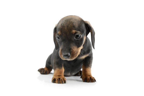 这是一只漂亮的腊肠小狗图片下载