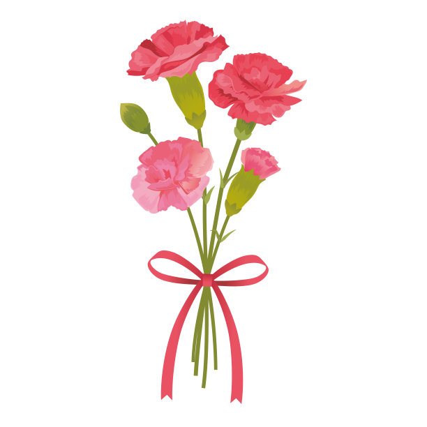 束康乃馨图片下载