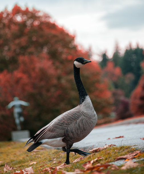 独自走在公园小路上的黑鹅图片下载