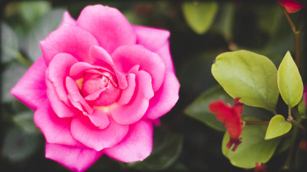 近看玫瑰粉红盛开。完美的粉色玫瑰照片。玫瑰花瓣接近花。情人节图片下载