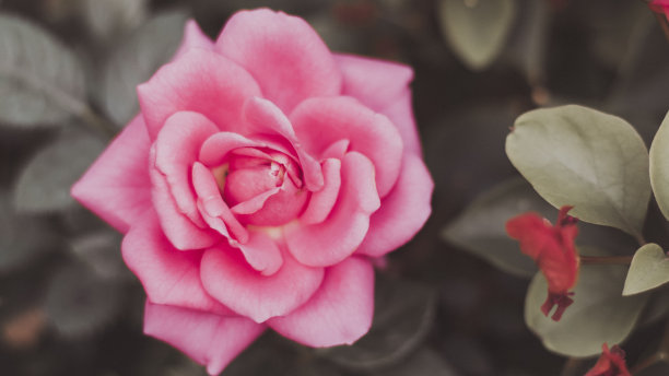 近看玫瑰粉红盛开。完美的粉色玫瑰照片。玫瑰花瓣接近花。情人节图片下载