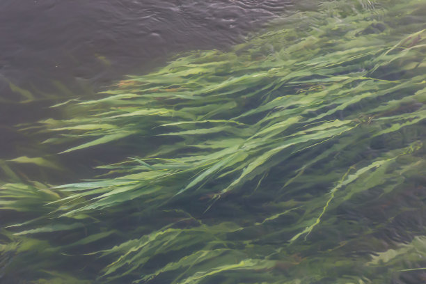 河流的溪流和生长在底部的草。图片下载
