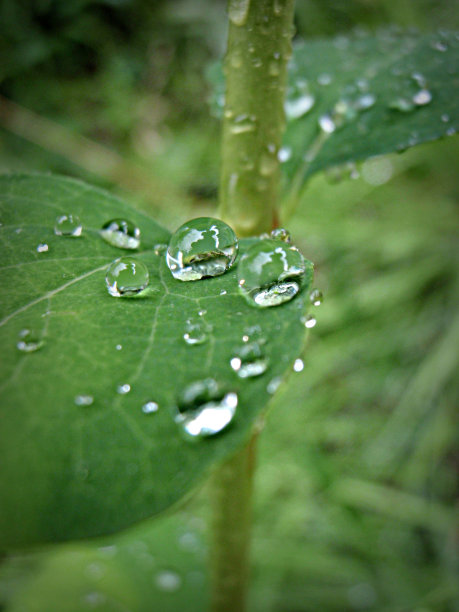叶子上的露珠图片下载