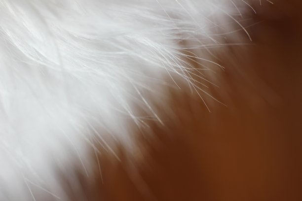 白色动物的长毛，近距离观察图片下载