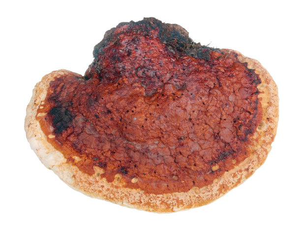 欧洲常见森林树木真菌，形似人类因肝硬化而损坏的酒精性肝脏。已分离图片下载