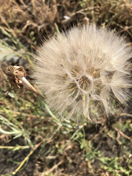 精致的蒲公英图片下载