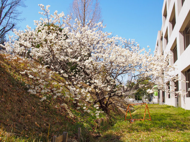 樱花树和生锈的篱笆图片下载
