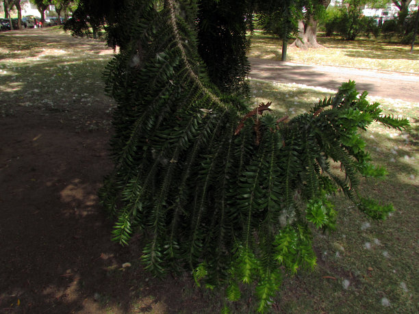 Jose Battle & Ordonez公共公园位于蒙得维的亚市中心图片下载