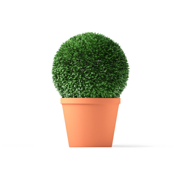 在白色上孤立的球形黄杨木修剪图片下载