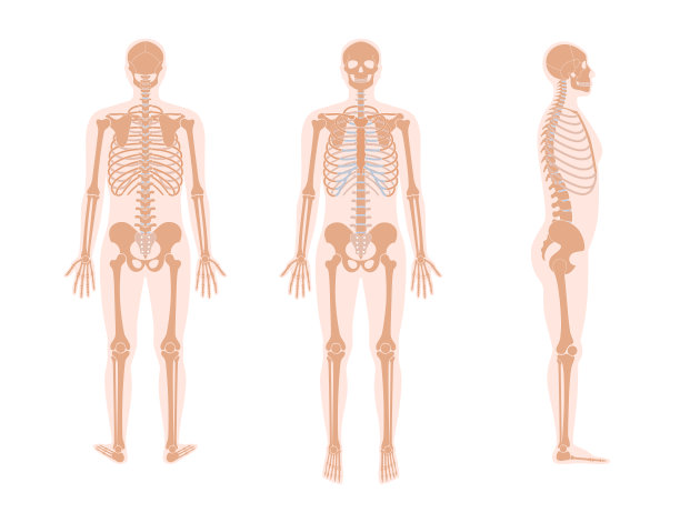 人体骨骼解剖学图片下载
