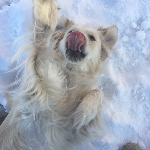 快乐狗照片金毛小狗图片下载