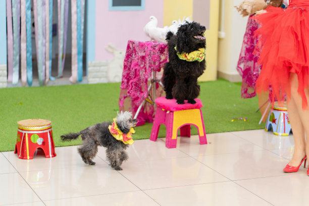 训练有素的马戏团狗在表演中狮子狗图片下载