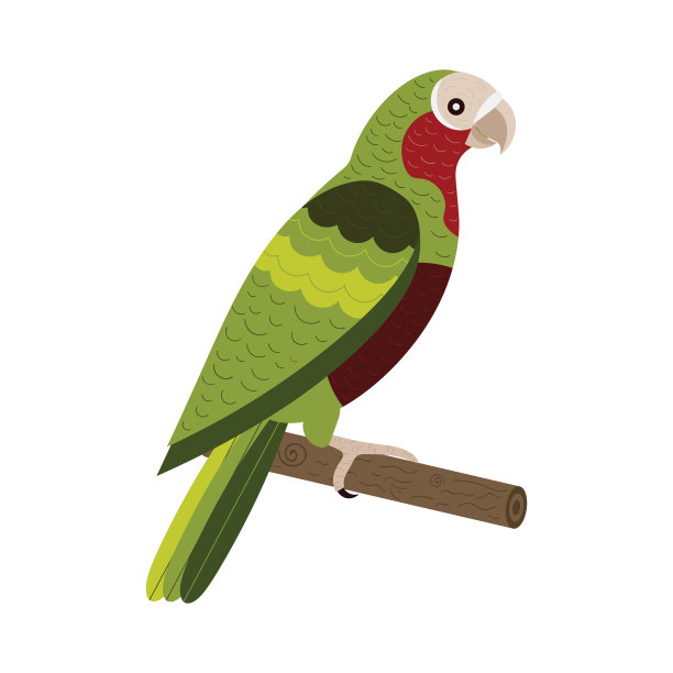 红冠亚马逊异国情调鹦鹉在平坦图片下载