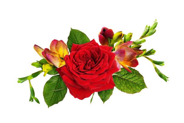 红玫瑰和小苍兰插花图片下载