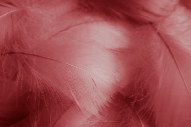 美丽的抽象彩色的白色和红色羽毛在黑色的背景和柔软的白色粉红色羽毛纹理在白色的图案和红色的背景图片下载