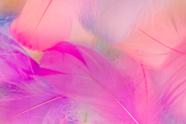 美丽抽象的紫色和蓝色羽毛上的白色背景和柔软的白色粉红色羽毛纹理上五颜六色的图案，彩色的背景，彩色的羽毛图片下载