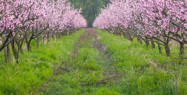 桃树图片下载