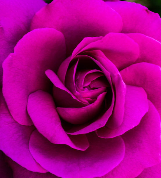 淡粉红色紫色图片下载