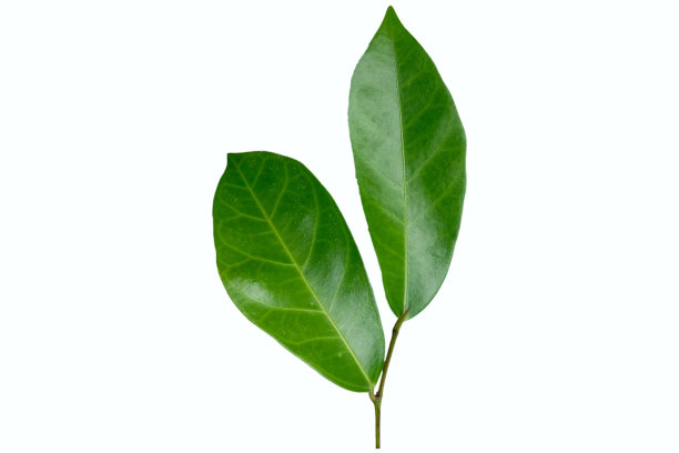 在白色背景上分离的阿拉比卡罗布斯塔咖啡叶子图片下载