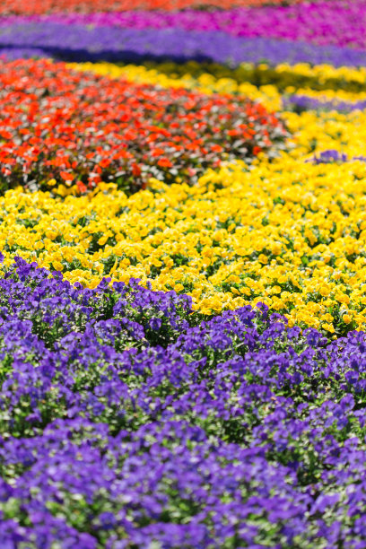 五颜六色的鲜花图片下载