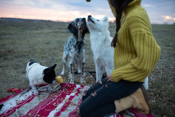 一个女孩和她的三只狗狗玩耍的照片图片下载