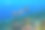 热带珊瑚礁上的一群红尾蝴蝶鱼图片下载