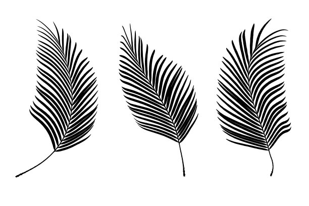 白色背景上孤立的棕榈叶剪影。文件包含与剪切路径，所以很容易工作。图片下载