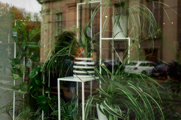 花盆里的花和城市的倒影图片下载