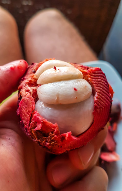 龙目岛-一只手拿着半剥皮的山竹图片下载