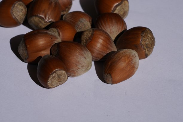 干果，有机水果图片下载