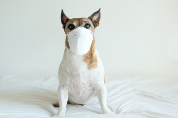 戴口罩的狗图片下载