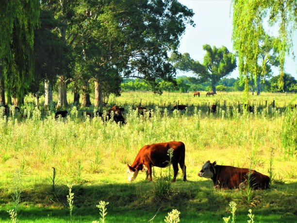牛和马在草地上吃草。图片下载