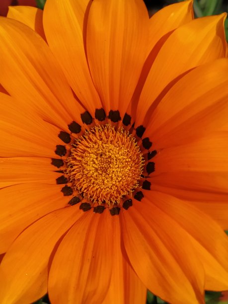 苏拉杰穆基图片下载