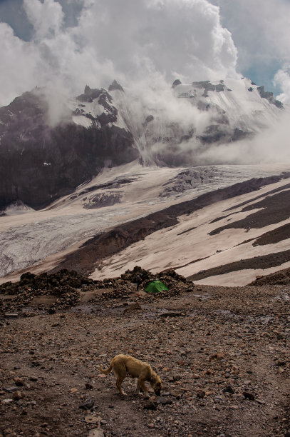 一只狗站在山上的绿色帐篷前图片下载