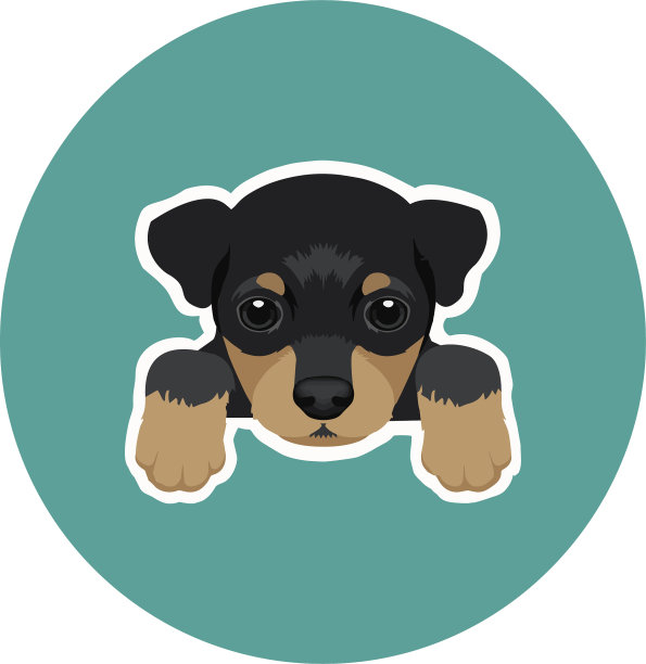 可爱的成熟黑色迷你pinscher插图图片下载